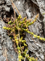 Arceuthobium littorum