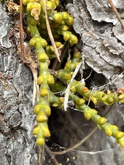 Arceuthobium littorum