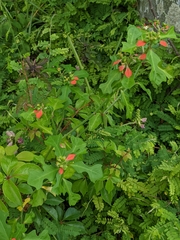 Euphorbia cyathophora