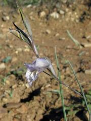 Gladiolus gracilis