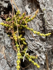 Arceuthobium littorum