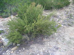 Cliffortia pterocarpa