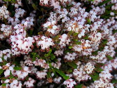 Erica petraea