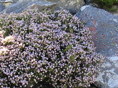 Erica petraea