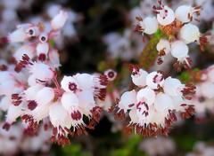 Erica petraea