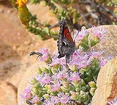 Phasis clavum clavum