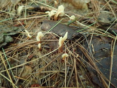 Cudoniaceae