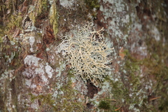 Sphaerophorus venerabilis