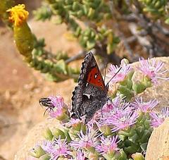 Phasis clavum clavum