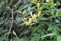 Lonicera similis