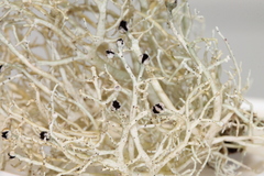 Sphaerophorus venerabilis