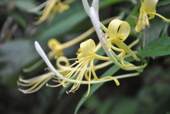 Lonicera similis