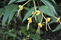 Lonicera similis