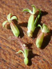 Cliffortia tuberculata