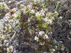 Heliotropium pycnophyllum