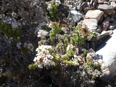 Heliotropium pycnophyllum