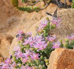 Alenia sandaster