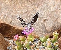 Alenia sandaster