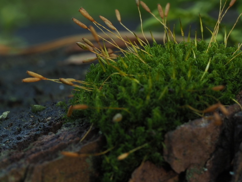 Dicranoweisia cirrata