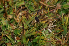 Racemosae
