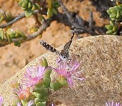 Alenia sandaster
