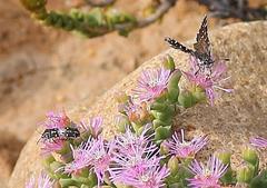 Alenia sandaster