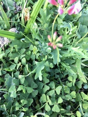 Trifolium polymorphum