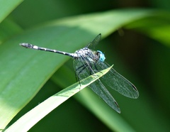 Micrathyria hypodidyma