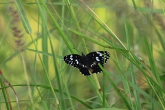 Chlosyne lacinia crocale