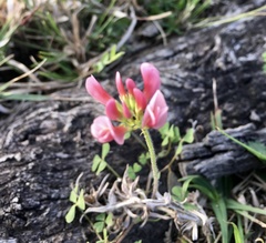 Trifolium polymorphum