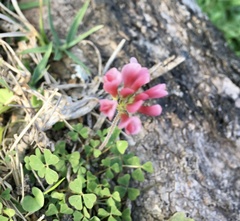 Trifolium polymorphum