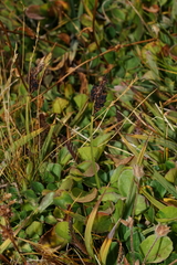 Racemosae