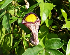 Aristolochia triangularis