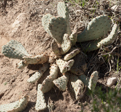 Opuntia basilaris brachyclada