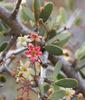 Gloveria integrifolia - Photo (c) Marion Maclean, algunos derechos reservados (CC BY-NC), subido por Marion Maclean