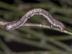 Ectropis fractaria