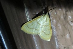 Helvibotys helvialis