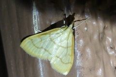 Helvibotys helvialis