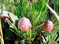Leucadendron album