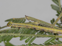 Ectropis fractaria