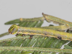 Ectropis fractaria
