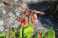 Cotyledon orbiculata oblonga
