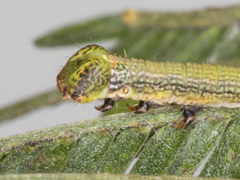 Ectropis fractaria