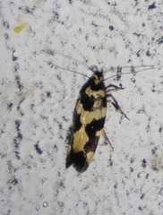 Macrobathra trithyra