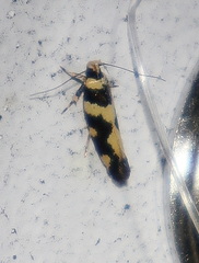 Macrobathra trithyra