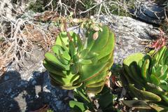 Cotyledon orbiculata oblonga