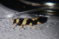 Macrobathra trithyra