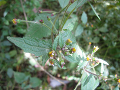 Millerieae
