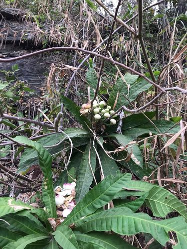 Image of Gustavia Angustifolia (Gustavia angustifolia) by (c) Ileana Herrera, some rights reserved (CC BY)