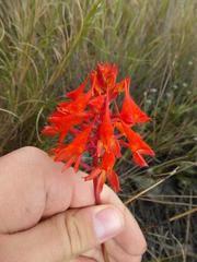 Disa ferruginea